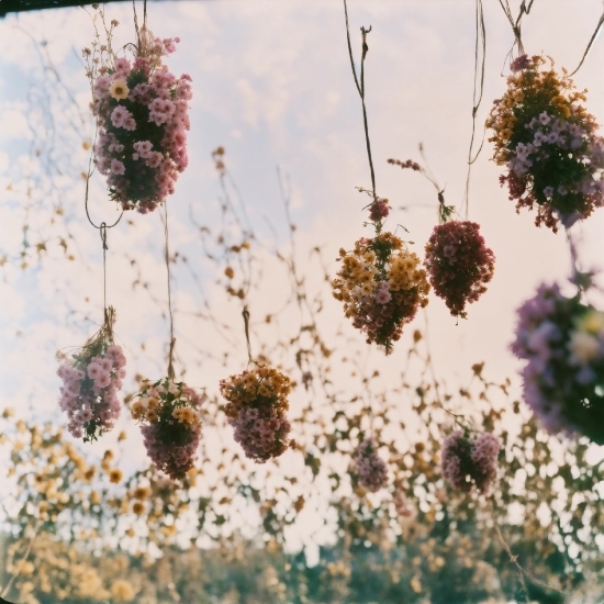 Flower, Plant, Petal, Sky, Twig, Grass