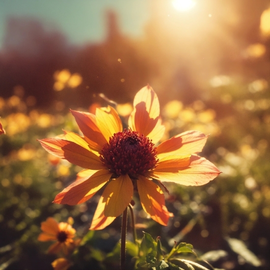 Flower, Plant, Petal, Sunlight, Sky, Grass