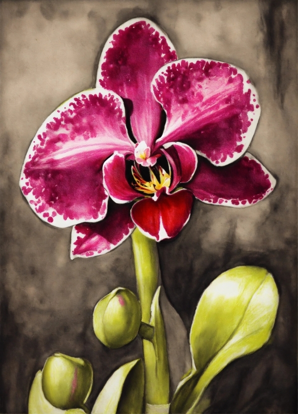 Flower, Plant, Petal, Terrestrial Plant, Organism, Moth Orchid