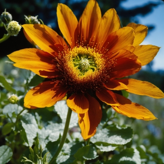 Flower, Plant, Petal, Vegetation, Sunflower, Sky