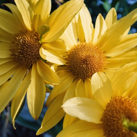 Flower, Plant, Petal, Yellow, Sky, Sunflower