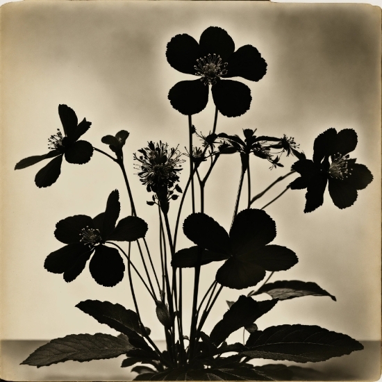 Flower, Plant, Photograph, White, Botany, Petal