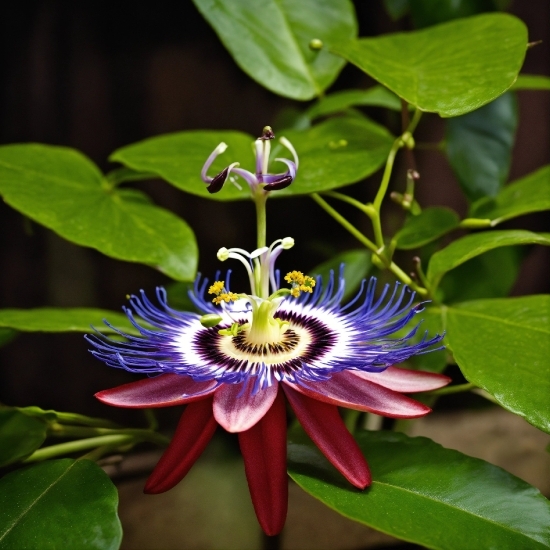Flower, Plant, Purple Passionflower, Petal, Botany, Terrestrial Plant