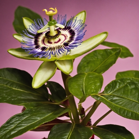 Flower, Plant, Purple Passionflower, Petal, Green, Purple