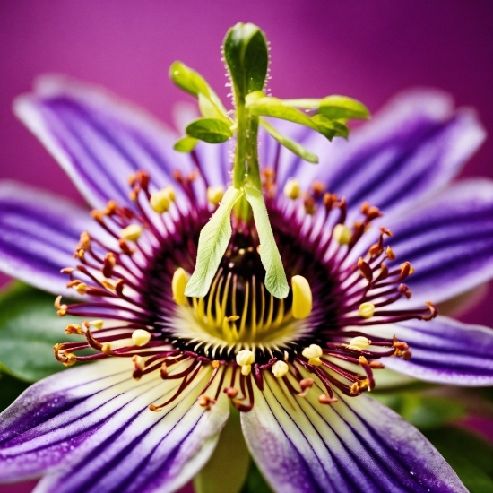 Flower, Plant, Purple Passionflower, Petal, Purple, Botany