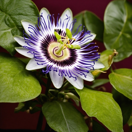 Flower, Plant, Purple Passionflower, Petal, Purple, Terrestrial Plant