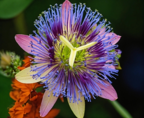 Flower, Plant, Purple Passionflower, Purple, Petal, Terrestrial Plant
