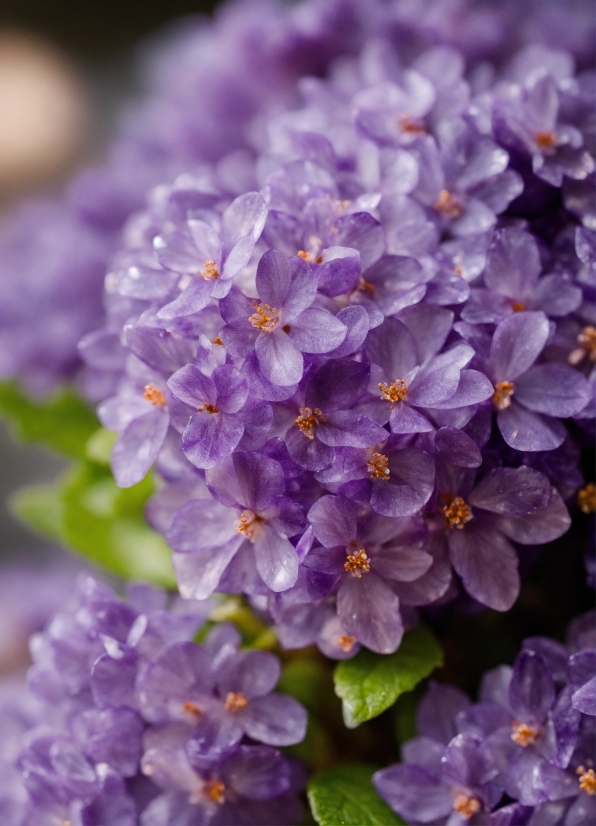 Flower, Plant, Purple, Petal, Violet, Groundcover