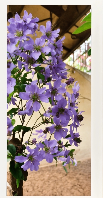 Flower, Plant, Purple, Petal, Violet, Groundcover