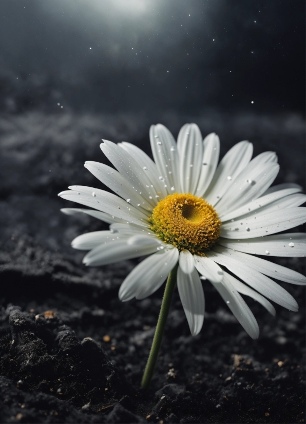 Flower, Plant, Sky, Flash Photography, Petal, Style