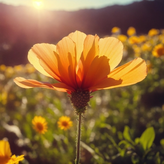 Flower, Plant, Sky, Light, Orange, Sunlight