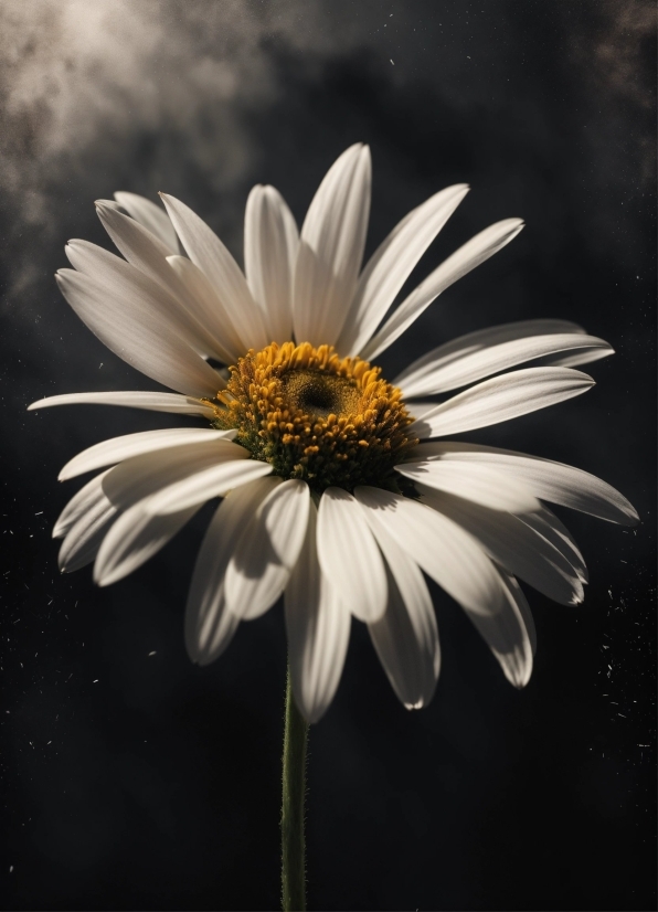Flower, Plant, Sky, Petal, Black-and-white, Sunlight