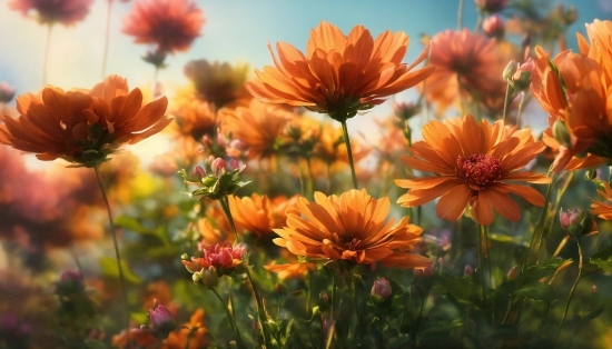 Flower, Plant, Sky, Petal, Botany, Orange