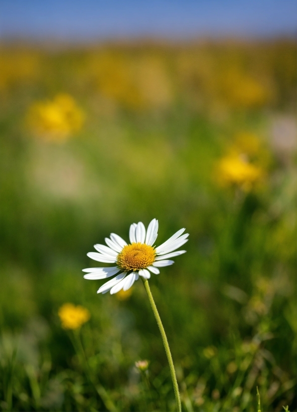 Flower, Plant, Sky, Petal, Camomile, People In Nature
