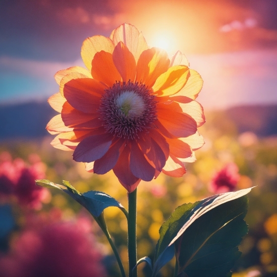 Flower, Plant, Sky, Petal, Cloud, Sunlight