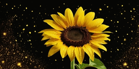 Flower, Plant, Sky, Petal, Liquid, Sunflower