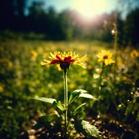 Flower, Plant, Sky, Petal, Natural Landscape, Sunlight