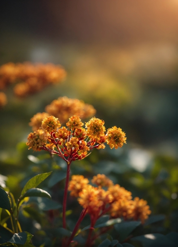 Flower, Plant, Sky, Petal, Orange, Natural Landscape