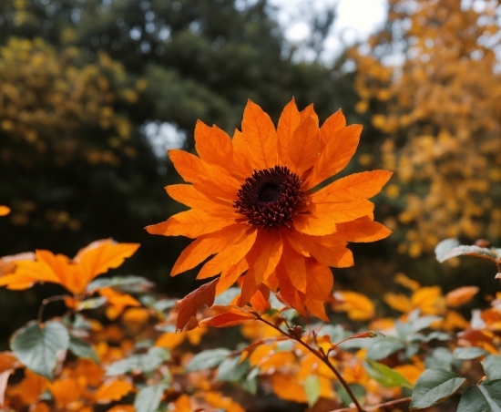 Flower, Plant, Sky, Petal, Orange, Sunlight
