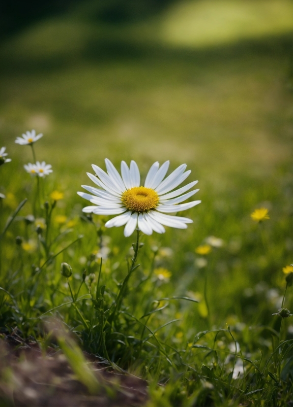 Flower, Plant, Sky, Petal, People In Nature, Camomile