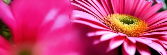 Flower, Plant, Sky, Petal, Pink, Herbaceous Plant