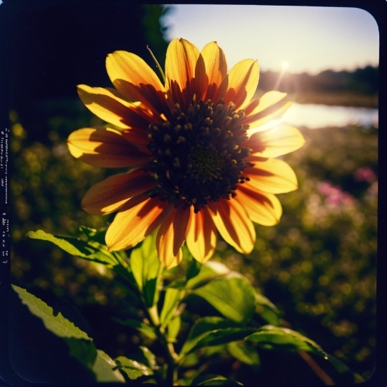 Flower, Plant, Sky, Petal, Vegetation, Sunflower