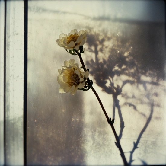 Flower, Plant, Twig, Branch, Petal, Tints And Shades