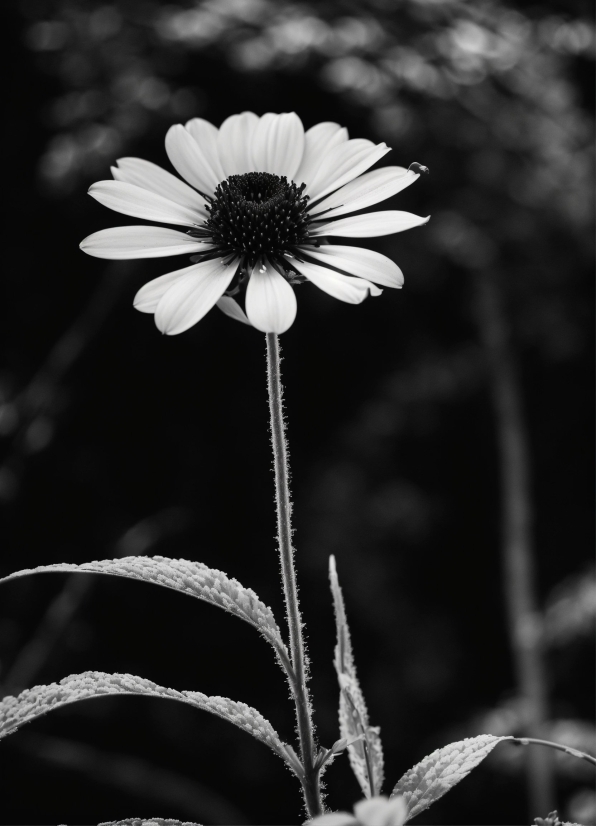 Flower, Plant, White, Black, Petal, Black-and-white