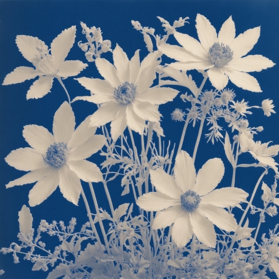 Flower, Plant, White, Blue, Botany, Petal