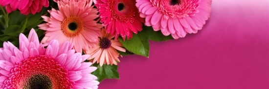 Flower, Plant, White, Petal, Pink, Flower Arranging