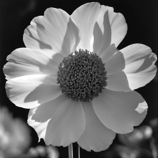 Flower, Plant, White, Petal, Style, Black-and-white