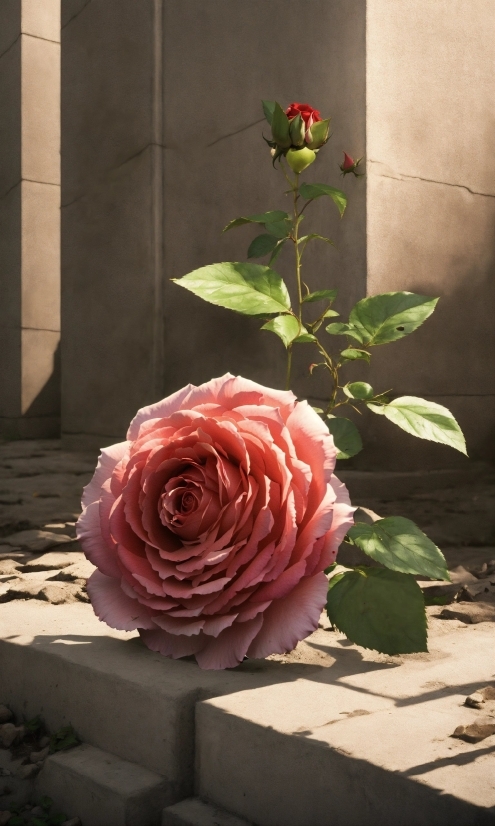 Flower, Plant, Window, Petal, Hybrid Tea Rose, Pink