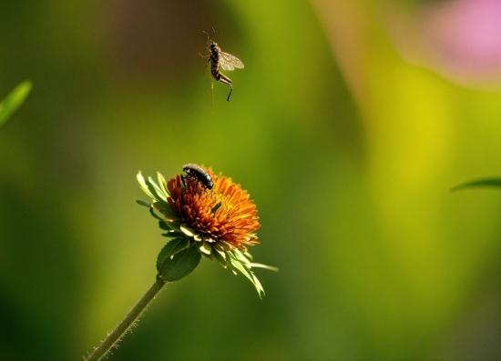 Flower, Pollinator, Plant, Arthropod, Insect, Petal