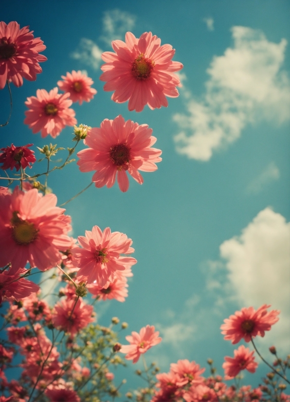 Flower, Sky, Plant, Daytime, Cloud, Petal