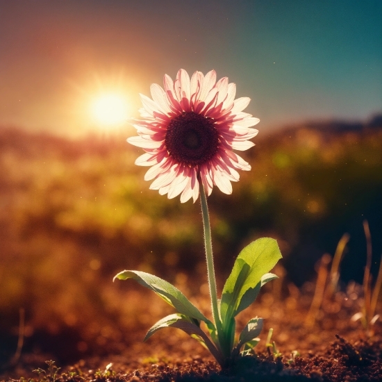 Flower, Sky, Plant, Petal, Natural Landscape, Sunlight