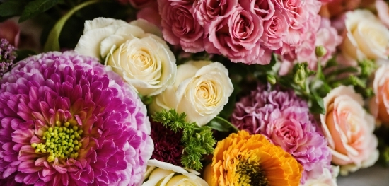 Fotostock Free, Flower, Petal, Botany, Plant, Flower Arranging