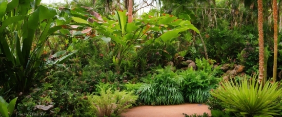 Free Nature Video Download For Youtube Channel, Plant, Terrestrial Plant, Arecales, Grass, Tree