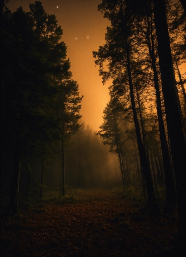 Free Non Copyright Video Clips, Sky, Atmosphere, Plant, Natural Landscape, Branch