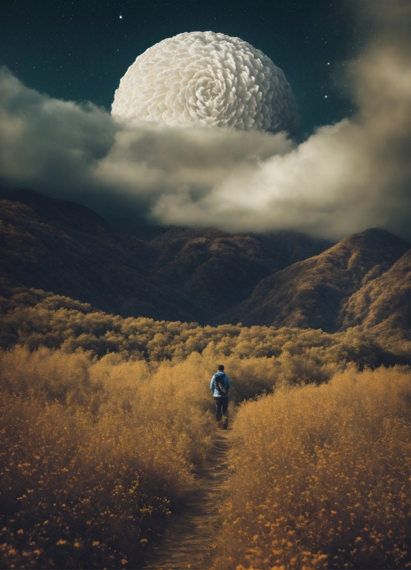 Free Photo Apps For Android, Cloud, Plant, Sky, Ecoregion, Light