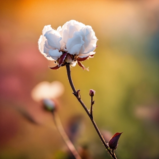 Free Public Domain Photos, Flower, Plant, Branch, Petal, Twig