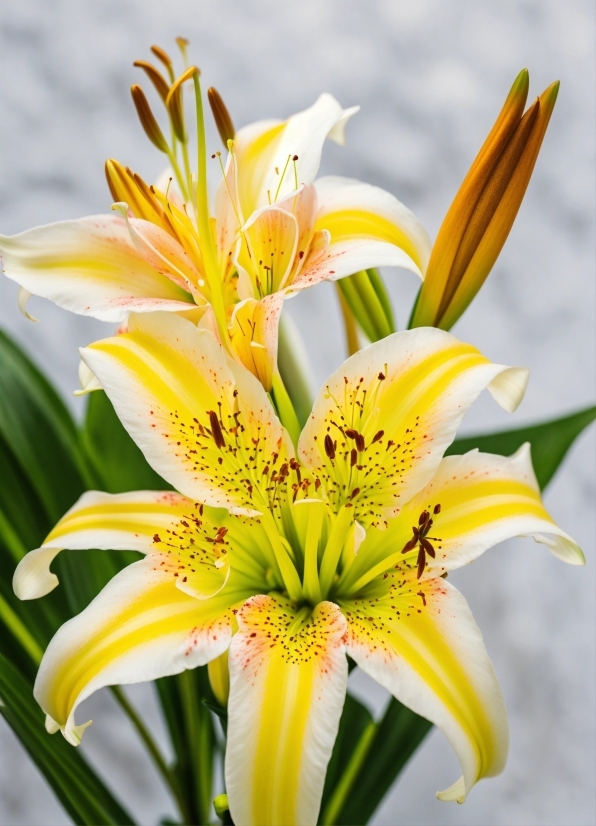 Free Short Videos, Flower, Plant, Petal, Nature, Terrestrial Plant