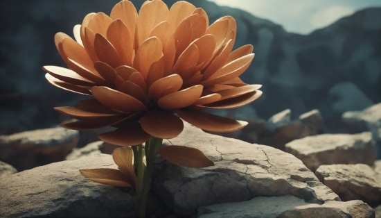 Free Stock Videos For Download, Flower, Petal, Plant, Wood, Terrestrial Plant