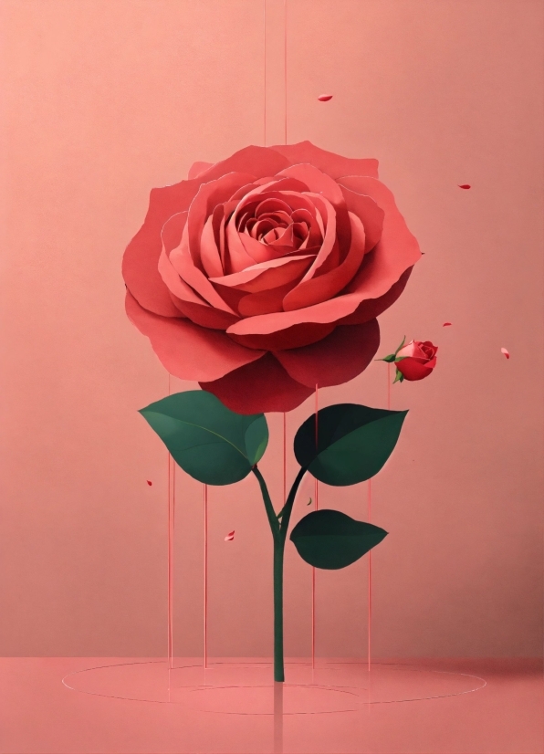 Free Video Downloader For Pc Windows 10, Flower, Plant, Petal, Art, Pink