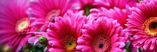 Free Video Stock Sites, Flower, Petal, Plant, Pink, Artificial Flower
