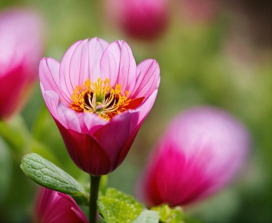 Graphic Stock Images, Flower, Plant, Botany, Nature, Petal