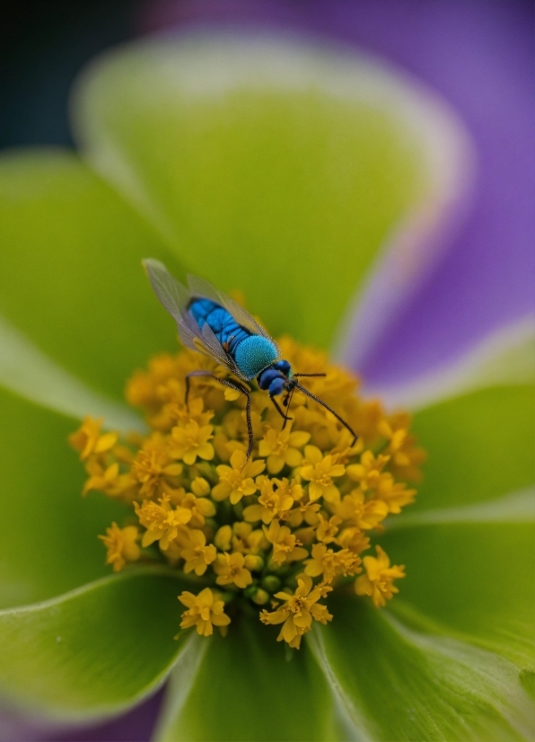 Green Screen Stock Footage, Flower, Plant, Pollinator, Arthropod, Insect