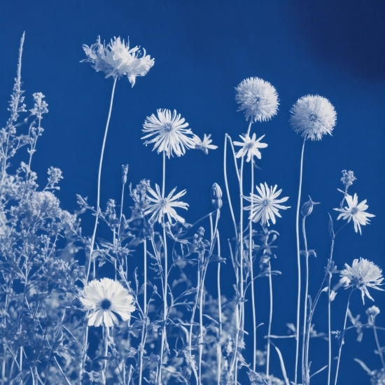 Licence Free Videos, Flower, Plant, Petal, Botany, Sky