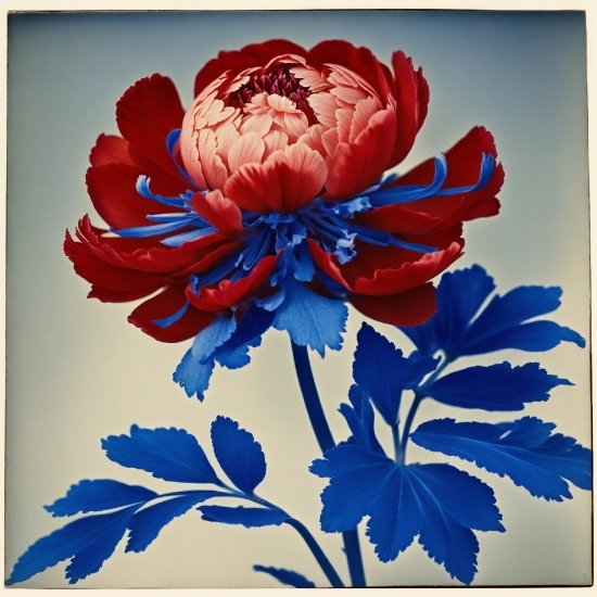 Non Copyright Footage, Flower, Plant, Petal, Painting, Rectangle