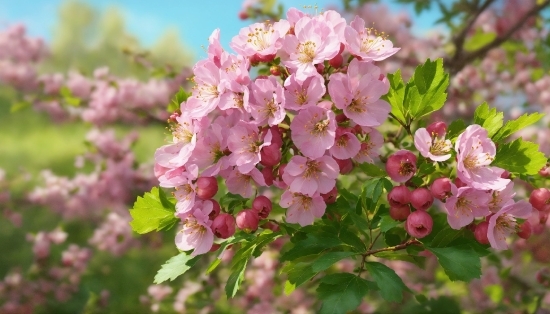 Non Copyright Videos For Youtube, Flower, Plant, Petal, Sky, Groundcover