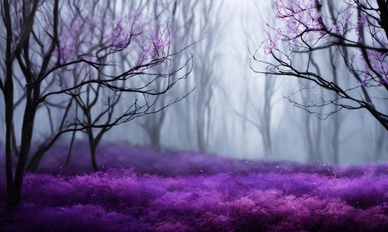 Plant, Atmosphere, Purple, Sky, Natural Landscape, Wood